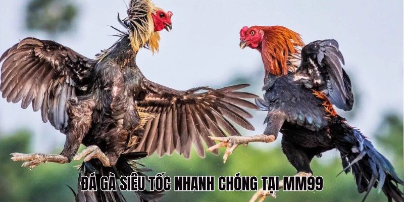 Trải nghiệm đá gà siêu tốc tại MM99