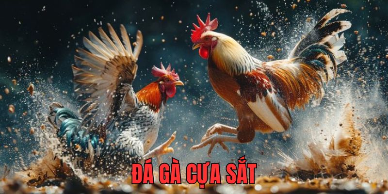 Thông tin về loại hình hấp dẫn đá gà cựa sắt 