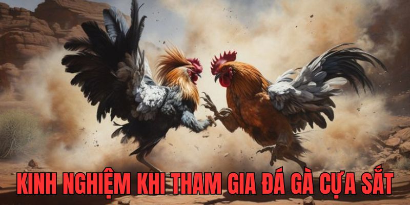 Kinh nghiệm tham gia gà cựa sắt hiệu quả