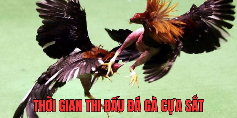 Thời gian cụ thể cho một trận đấu cựa sắt